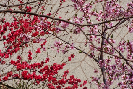 shades of cherry blossom ~